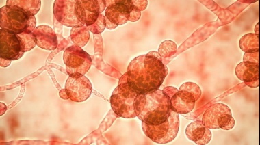 Candida auris, el otro hongo resistente a los antibióticos que amenaza la recuperación de los pacientes con covid-19 en India