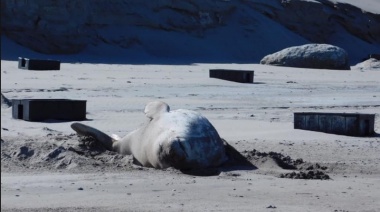 Denuncian que las playas de Península Valdés son un cementerio de plásticos