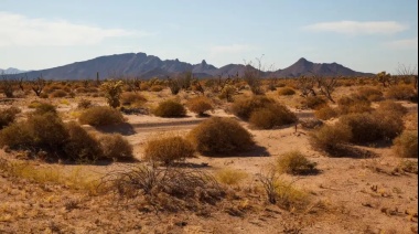 Cómo es del desierto de Sonora: 10 datos sobre el infierno donde la temperatura llegó a los 80 grados