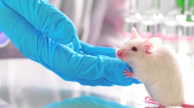 La sangre de los ratones más jóvenes alarga la vida a los más viejos