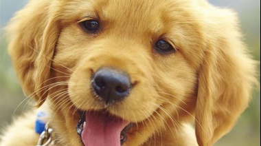 Una investigación demuestra que los perros se esfuerzan por entendernos