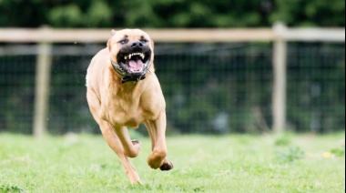 Cuáles son los perros más peligrosos para los niños