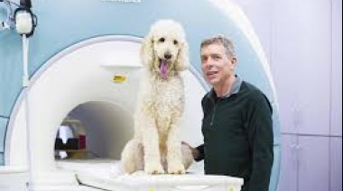 Los perros procesan números en una región cerebral similar a la de los humanos