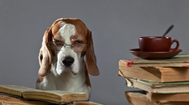 Los perros tienen personalidad y cambia con los años