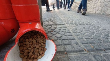Comederos de perros: "Nacen de las mejores intenciones, pero con consecuencias nefastas para el ambiente y la salud"