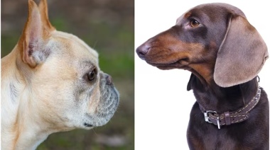 ¿Cuánto vivirá tu perro? Un nuevo estudio revela vínculos entre la fisonomía de las razas y el riesgo de muerte temprana