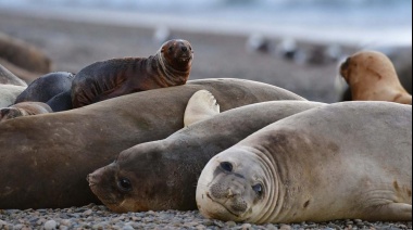 Qué riesgo implica para las personas los brotes de gripe aviar en la costa atlántica de Argentina