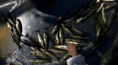 La fuga de 700.000 salmones puede generar un desastre ecológico en Chile