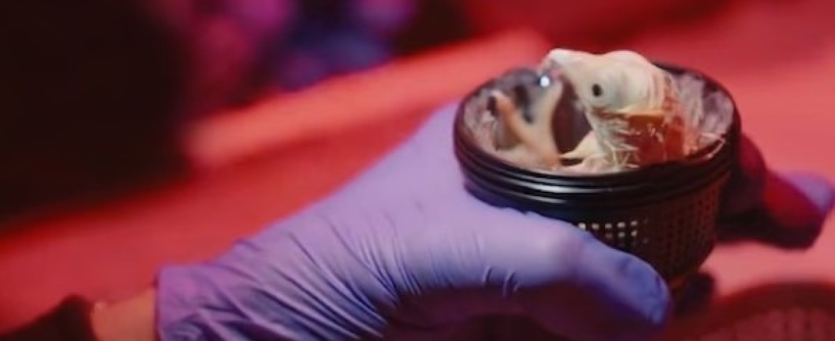 Nacieron los primeros pollitos de huevos artificiales impresos en 3D: cómo hicieron