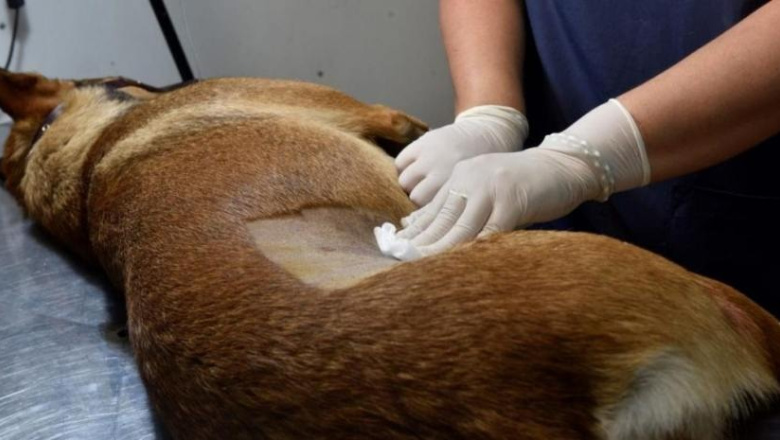 Promoviendo la tenencia responsable impulsan jornadas de castración gratuita