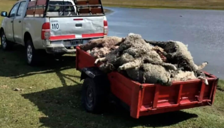 Perros asilvestrados matan mas de un centenar de ovejas