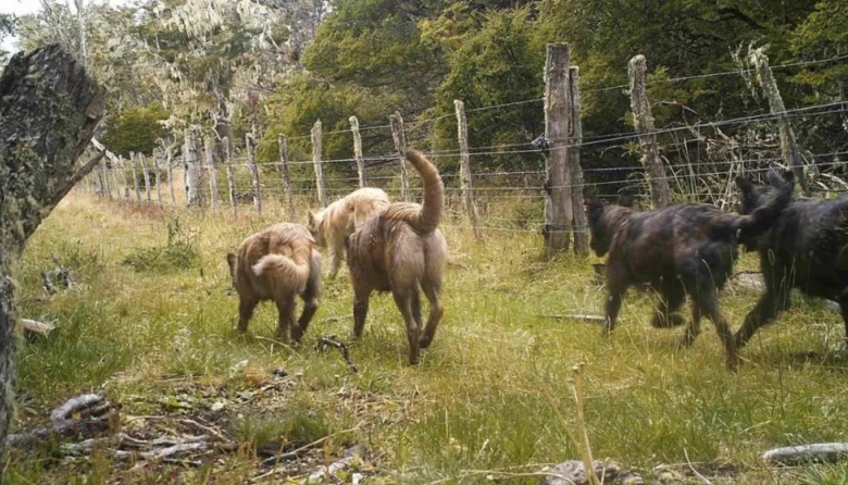 “Desde que empezamos a fines del 2018, el avistamiento de perros aumentó más del 1000%”