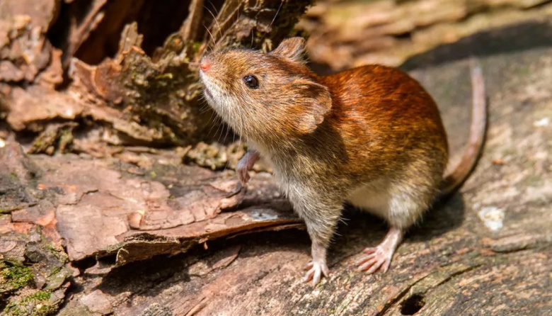 Hantavirus en Argentina: ya confirmaron más de 100 casos en todo el país