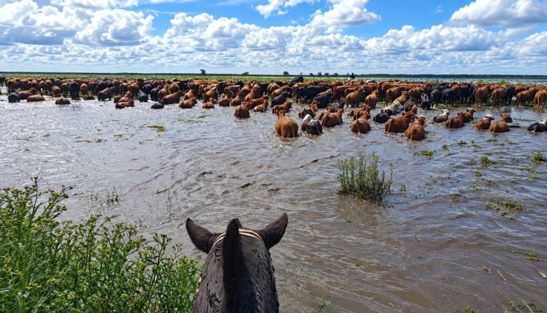 Crecida de los ríos Paraná y Uruguay: murió un hombre y 200 mil animales están en riesgo