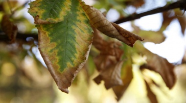 Así será el otoño del futuro: la ciencia hará que todas las hojas se caigan a la vez