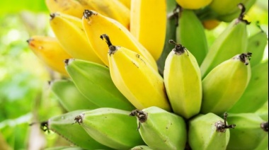Holanda logró su primera cosecha de banano sin usar tierra
