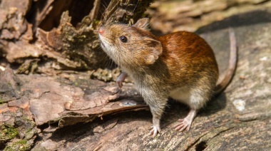 Confirman la primera muerte por hantavirus en Salta y ya suman 11 las víctimas fatales