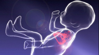 Las impresionantes imágenes de un feto moviéndose en el vientre de su madre que permiten diagnosticar mejor las cardiopatías
