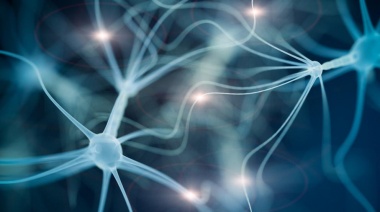 Un cerebro sano fabrica nuevas neuronas durante toda la vida: solo disminuyen con el Alzheimer