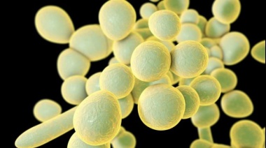 Qué es el Candida auris, el misterioso hongo resistente a los medicamentos que se expande por el mundo