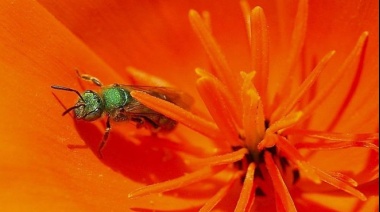 Encuentran 4 abejas vivas en el ojo de una mujer