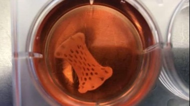 Crearon un parche que late y puede reparar los músculos del corazón tras un infarto