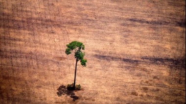 Un estudio muestra que las plantas se están extinguiendo dos veces más rápido que el resto de las especies