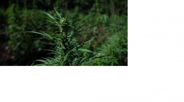 Descubren el gen que ocasiona la adicción a la marihuana