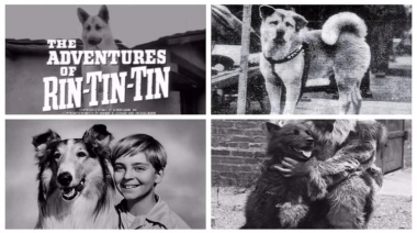 Los 5 perros más famosos de la historia que se robaron nuestros corazones