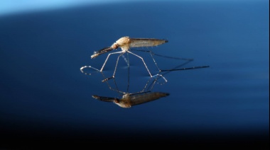 Cómo los mosquitos cambiaron la historia de la humanidad