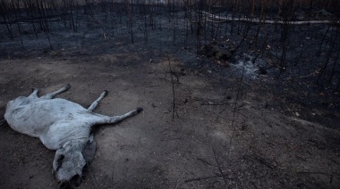 Cuáles pueden ser las consecuencias a corto y mediano plazo del incendio en el Amazonas