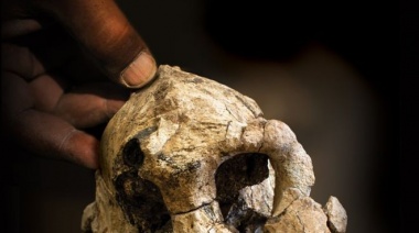 Evolución humana: el intrigante hallazgo de un cráneo que cuestiona las ideas sobre nuestros ancestros