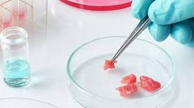 En un laboratorio y sin sufrimiento animal: la Argentina ya produce su propia carne cultivada