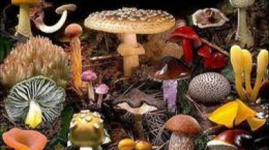 Hongos venenosos: cuáles son y cómo reconocer las 9 especies tóxicas que no se deben consumir