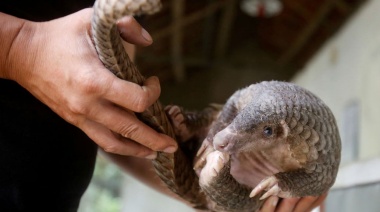 El pangolín, el exótico animal que podría ser clave en la transmisión del coronavirus