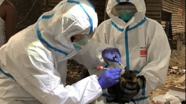 Los "cazadores de virus", los científicos que estudian murciélagos por el todo mundo para prevenir futuras pandemias
