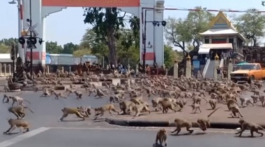 Tailandia: 6000 monos tomaron una ciudad y las personas ahora viven refugiadas en sus casas