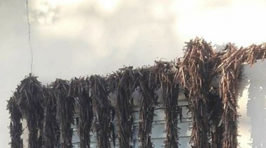 Cómo se movió y hacia dónde se dirige la “nube” de langostas que amenaza con arrasar cultivos en cuatro países de Sudamérica
