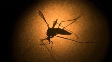 Aprueban un plan para liberar 750 millones de mosquitos transgénicos en Estados Unidos