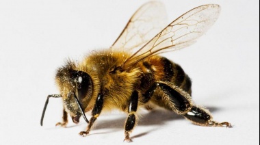 Entrenan abejas para detectar en segundos a infectados con coronavirus