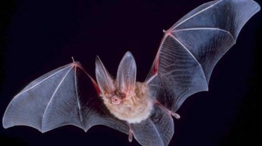 Encuentran genomas de nuevos coronavirus en murciélagos