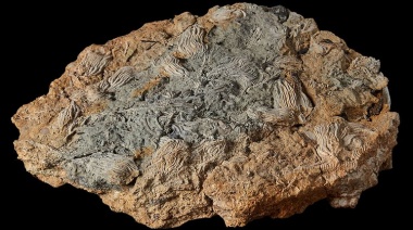Descubrieron una “Pompeya Jurásica”, un cementerio de criaturas marinas de aspecto extraterrestre de hace 167 millones de años