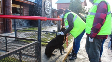 El Municipio de Tolhuin sigue trabajando en una solución a la problemática de perros sueltos