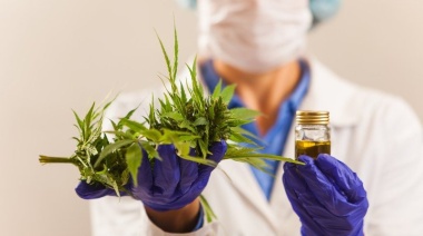 Reprocann: Quiénes pueden cultivar cannabis en forma legal y cómo son los tratamientos