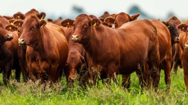 El consumo de carne artificial podría reducir el calentamiento global