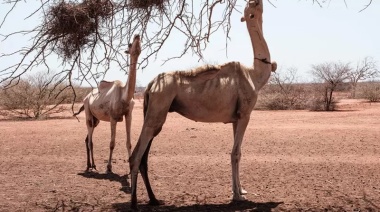 El fenómeno del "triple episodio” de La Niña sobre el que advierte la ONU