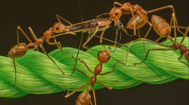 Científicos calcularon cuántas hormigas hay en la Tierra: el número es tan grande que resulta “inimaginable”