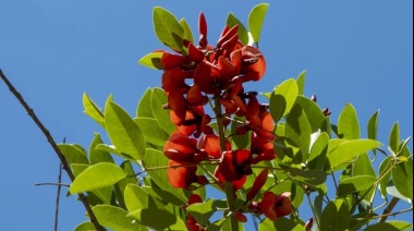 Por qué se eligió al ceibo como flor nacional: La leyenda del origen y sus propiedades medicinales