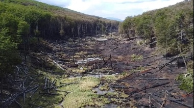 “El bosque se va a recuperar, va a tardar décadas y en algunos casos centurias”