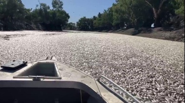 Millones de peces muertos bloquean un río australiano en Nueva Gales del Sur